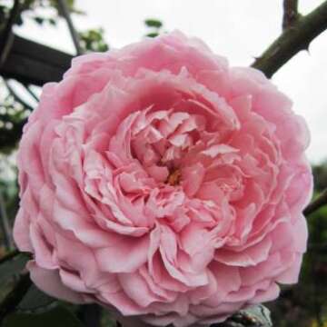 2019 Spring Rose Exhibition at Xinsheng Park