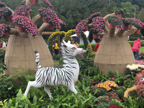 Shilin Residence Chrysanthemum Show 2019