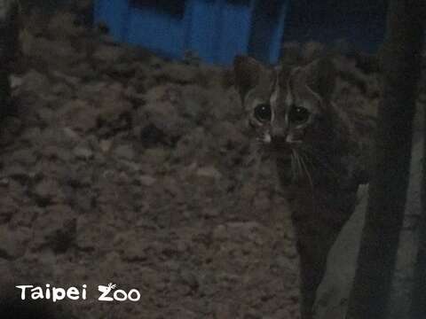 石虎是臺灣現存唯一的本土貓科動物，體色為灰褐色，