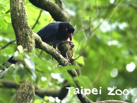 野生的台灣藍鵲經常成群結隊從遊客面前飛過(梁彧禎攝)