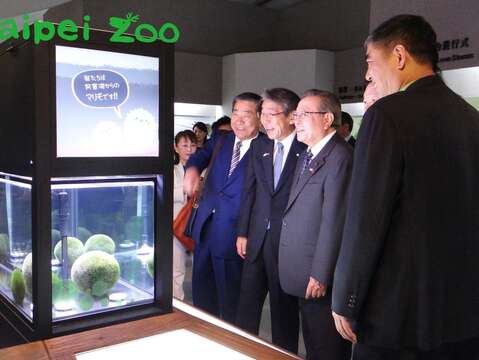 Natural Marimo Moss Balls Introduced to the Zoo