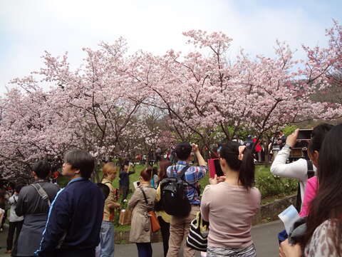 陽明山花季櫻花一景