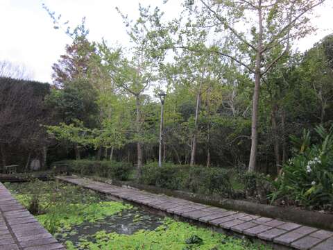 花卉試驗中心生態池旁銀杏林