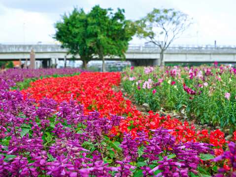 五彩繽紛的花兒為河濱公園增添幾分嬌色