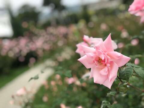 2020 Autumn Rose Exhibition at Xinsheng Park