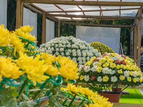 Shilin Residence Chrysanthemum Show 2020