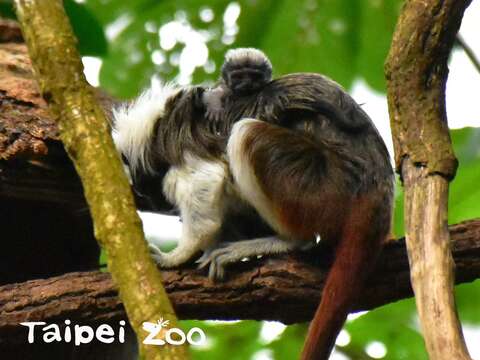 棉頭絹猴為雙親共同育幼的小型靈長類（林秀穎攝）