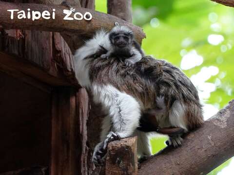棉頭絹猴通常一胎會有一到兩隻的寶寶出生（李昊哲攝）