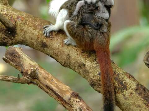 棉頭絹猴在寶寶剛出生的時候會由爸爸或媽媽背在背上（詹德川攝）