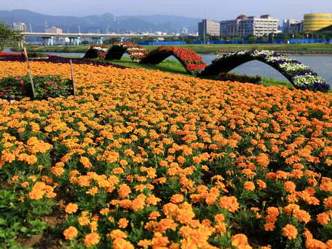「観山河浜公園」の花畑が見頃　花見とバードウォッチングに！