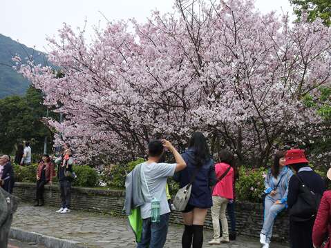 Last year's Yangmingshan cherry blossom season bloomed and watched by the people