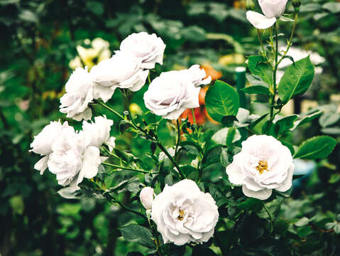 台北バラ園にある700 種以上のバラは、台北にロマンチックな彩りを添えてくれます。( 写真/ 汪正翔)