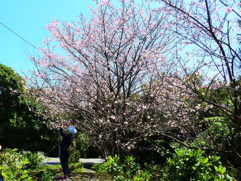 整顆的吉野櫻花樹