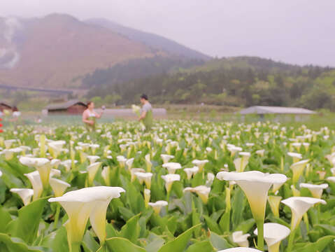 2020 El festival de la floración de las calas y las hortensias de Zhuzihu