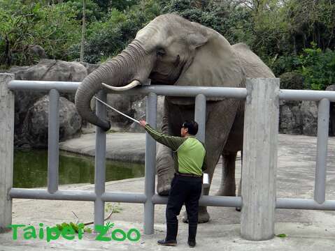 張天勇說：「全臺灣養過大象的人不到10個，讓我非常珍惜這份工作」
