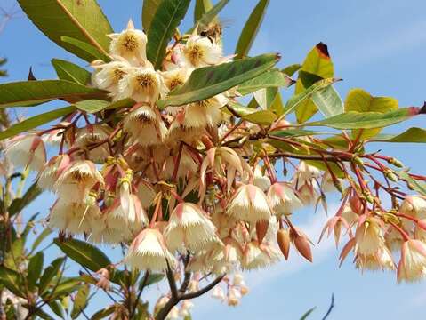 水石榕清香的花朵引來蜜蜂採蜜。