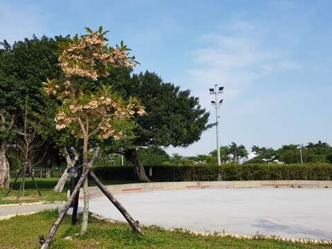 新生園區靠近吉林路的廣場，水石榕綻放流蘇般的花瓣。