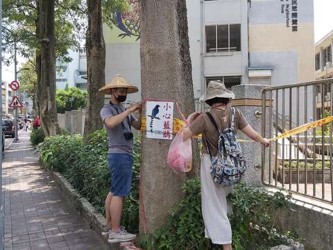 動保處張貼告示牌及圍封鎖線提醒用路人避開台灣藍鵲巢區