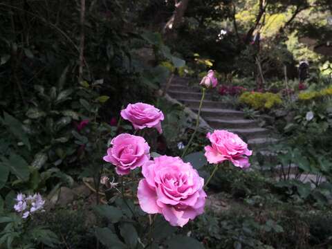 玫瑰花，一年四季皆能開出美麗的花朵，嬌豔芳馥，有色有香