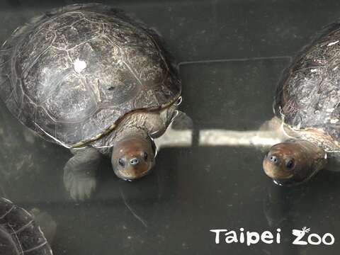 臺灣冬季濕冷，保育員怕西瓜龜真的變成「冰鎮西瓜」，暫時移至後場室內環境照顧