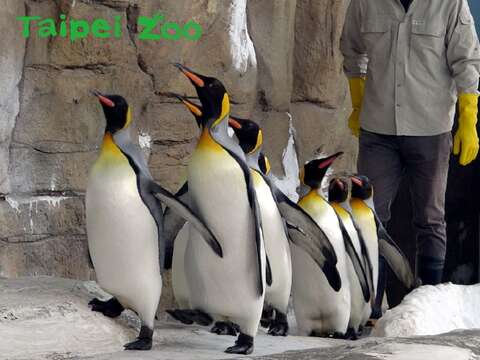 大家在上午900-930之間來到企鵝館，就能看到國王企鵝們在保育員的陪伴下一起努力「晨走」的可愛模樣