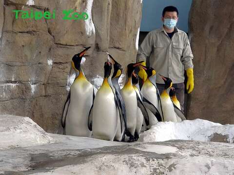 為了強化國王企鵝進入繁殖季的戰力，保育員每天早上都會帶著牠們，進行30分鐘的「晨走特訓」