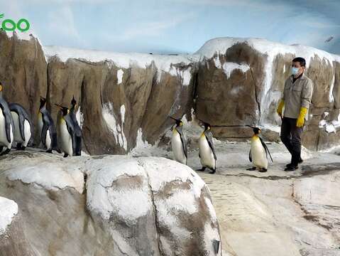 為了提高繁殖成功率，從4月中開始，保育員為國王企鵝們進行每日30分鐘的「晨走特訓」