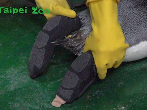 為國王企鵝特製防護鞋套，能完整包覆上藥的腳掌