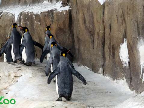 剛開始的幾圈，企鵝們還會安安份份的跟著「領頭鵝」向前進