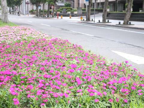 彩石竹是道路全島常用的美化花卉，可以在市民廣場或市府路的安全島上看到它的倩影