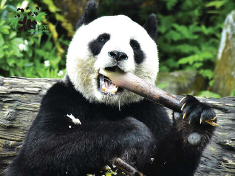 世界各地の動物を飼育している台北市立動物園は、動物好きにはたまらないスポットです。( 写真/ 台北市立動物園)