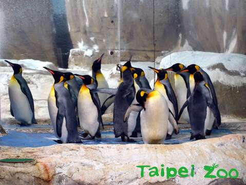 活動場的落地鏡前，是國王企鵝最喜歡待的地方