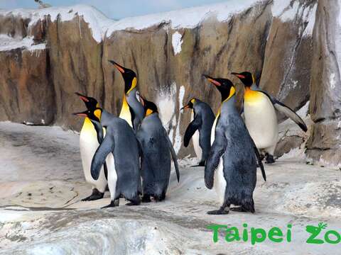 國王企鵝是很重視集體行動的動物