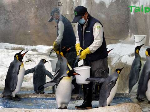 國王企鵝美食當前超淡定~動物訓練全憑保育員磨耐性