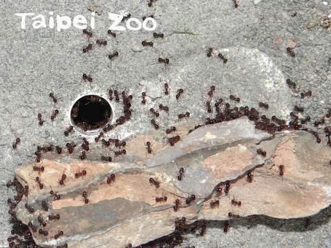 飼養螞蟻並非易事，濕度及居住環境的調控，都會影響不同種類螞蟻族群的存活(堅硬雙針家蟻)