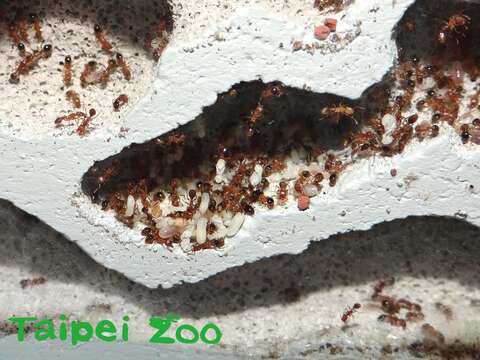 螞蟻有很多有趣且特別的行為，等待大家到動物園昆蟲館來仔細觀察！(雙脊皺家蟻)