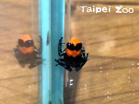 臺北動物園首次成功繁殖「火焰箭毒蛙」，外觀亮麗頗有塑膠感