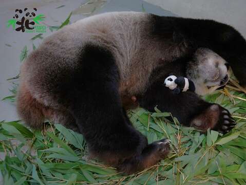 大貓熊「圓圓」：媽咪累翻了！