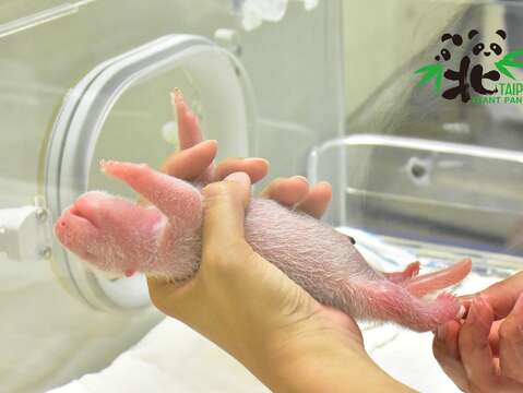 大貓熊新生寶寶的體重僅僅是媽媽的千分之一（「圓仔妹」）