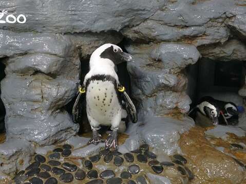 盤點動物界的爸爸們，黑腳企鵝可說是優質的模範父親