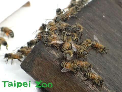 在飼養上, 很少發生蜜蜂集體攻擊人類的情況