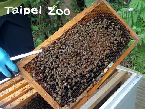 臺北市立動物園為了研究調查等需求，從三年前開始在昆蟲館周圍飼養義大利蜂