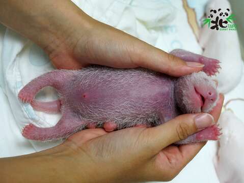 「圓仔妹」剛出生的時候，粉嫩嫩的小手和腳掌上，就能看到細細軟軟的指甲