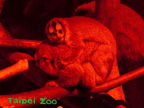 屬於小型靈長類的阿氏夜猴，剛出生的寶寶多是由爸爸和媽媽抱在胸前或背上