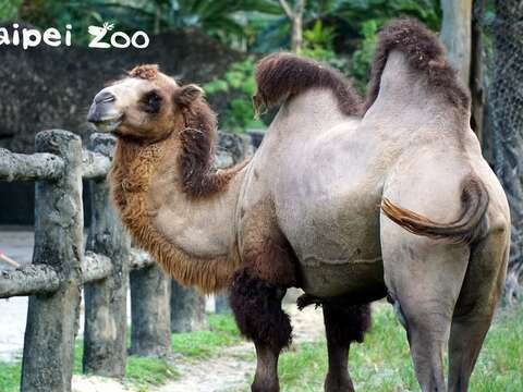 一隻成年雙峰駱駝體重約300-600公斤