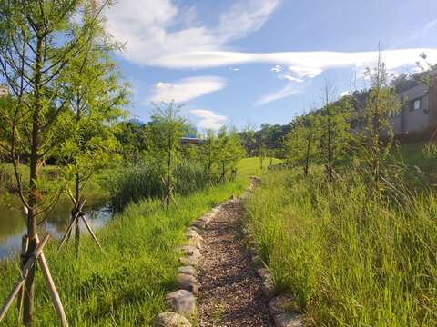 永春陂濕地公園-落雨松結合木屑維管步道美景