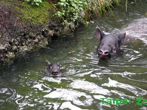 「貘豆」：馬來貘有點長又不會太長的鼻子，游泳的時候可以露出水面呼吸哦！
