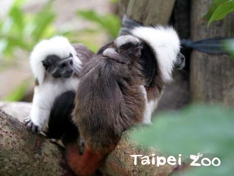 在動物園內圈養的棉頭絹猴，一年可以生到兩胎