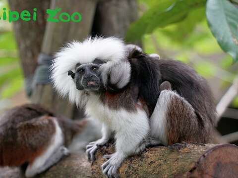 野外的棉頭絹猴家族，包含父母最多能達到13隻個體呢！