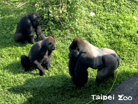 兩位金剛猩猩美女和一家之主「迪亞哥」相處融洽